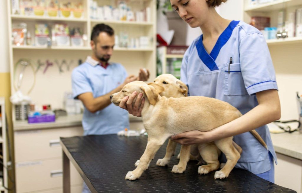Veterinary costs for pets are rising faster than inflation